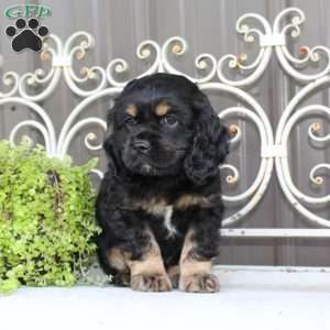 Atlas, Cocker Spaniel Puppy