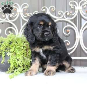 Atlas, Cocker Spaniel Puppy