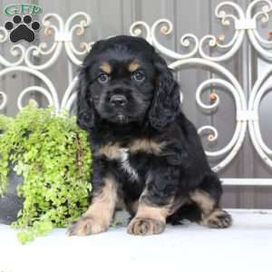 Atlas, Cocker Spaniel Puppy