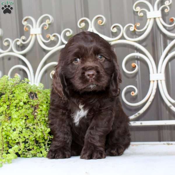 Asher, Cocker Spaniel Puppy