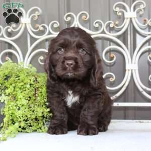 Asher, Cocker Spaniel Puppy