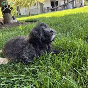Toby, Lhasa Apso Mix Puppy