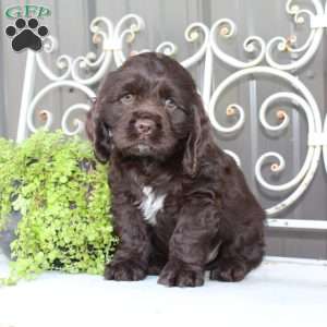 Asher, Cocker Spaniel Puppy