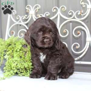Asher, Cocker Spaniel Puppy