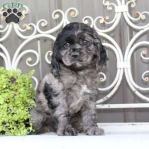 Ariel, Cocker Spaniel Puppy