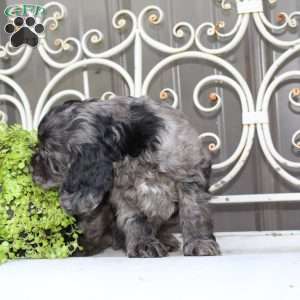 Ariel, Cocker Spaniel Puppy