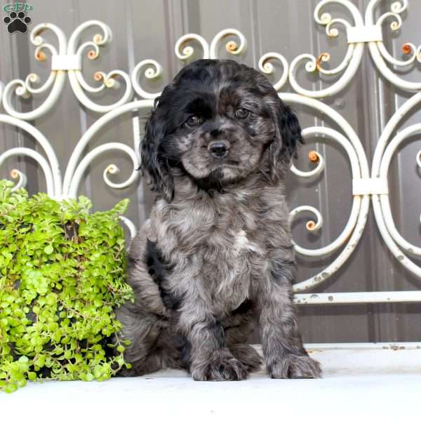 Ariel, Cocker Spaniel Puppy