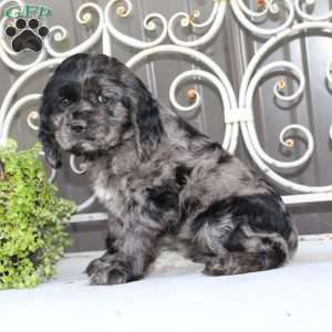 Ariel, Cocker Spaniel Puppy