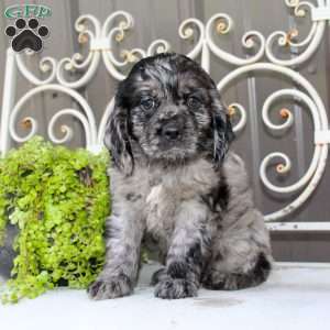 Arlo, Cocker Spaniel Puppy