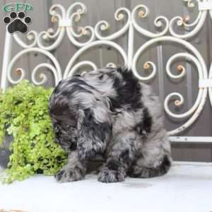 Arlo, Cocker Spaniel Puppy