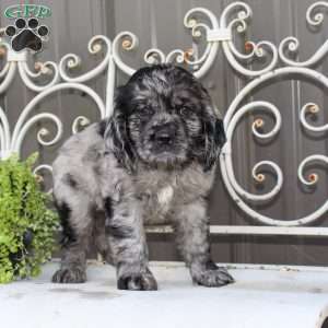 Arlo, Cocker Spaniel Puppy