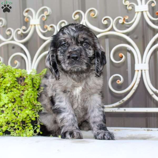 Arlo, Cocker Spaniel Puppy