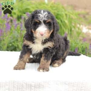 Bennet, Bernedoodle Puppy