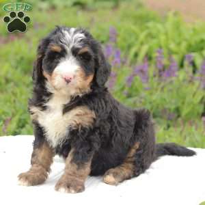 Bennet, Bernedoodle Puppy