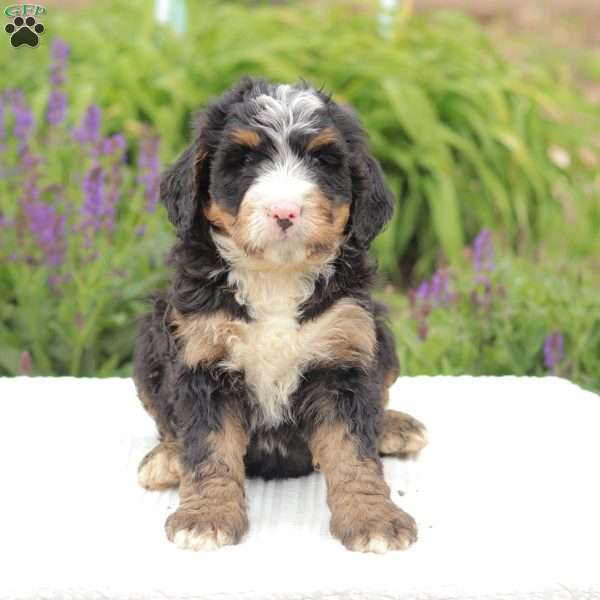 Bennet, Bernedoodle Puppy