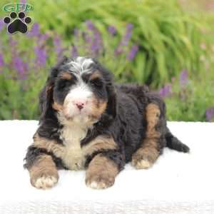 Bennet, Bernedoodle Puppy