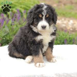 Trent, Bernedoodle Puppy