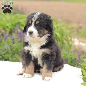 Trent, Bernedoodle Puppy