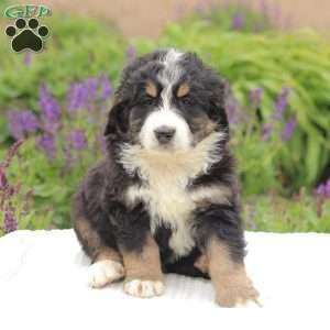 Trent, Bernedoodle Puppy