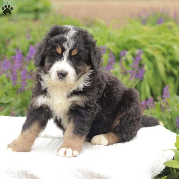 Trent, Bernedoodle Puppy