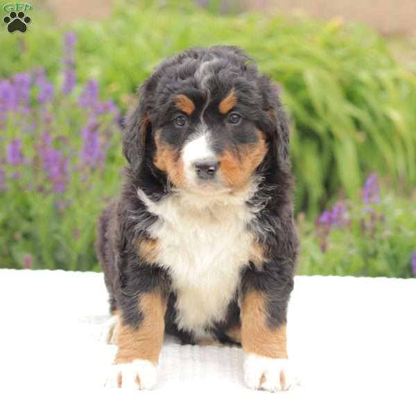 Jasper, Bernedoodle Puppy