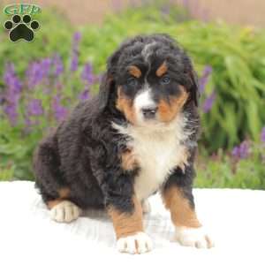 Jasper, Bernedoodle Puppy