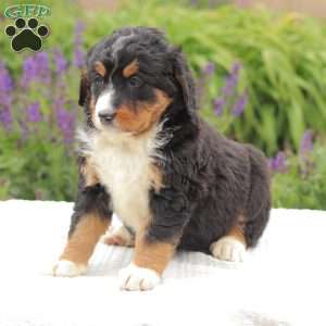 Jasper, Bernedoodle Puppy