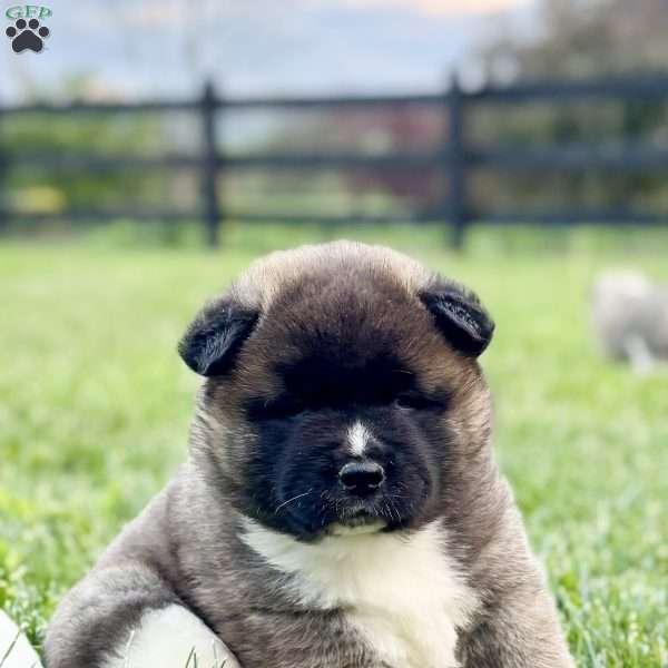 Hazel, Akita Puppy