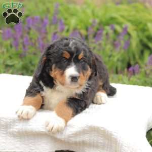 Jasper, Bernedoodle Puppy
