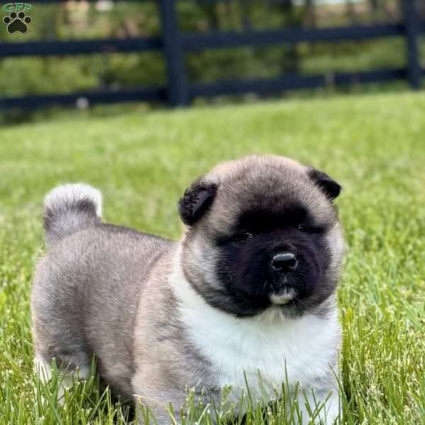 Hank, Akita Puppy
