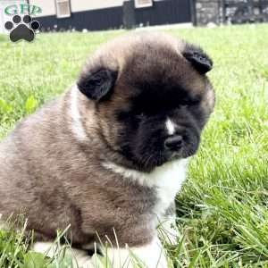Hazel, Akita Puppy