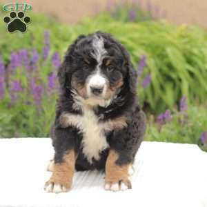 Riley, Bernedoodle Puppy