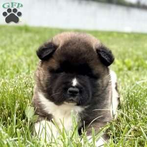 Hazel, Akita Puppy