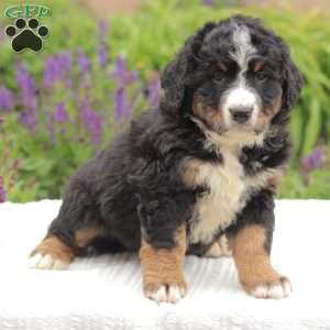 Riley, Bernedoodle Puppy