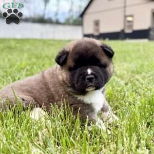 Hazel, Akita Puppy
