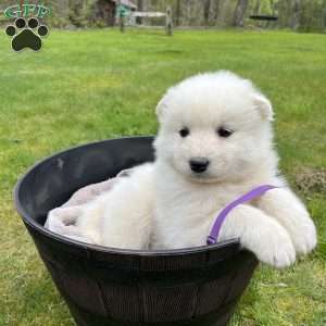 Saylor, Samoyed Puppy