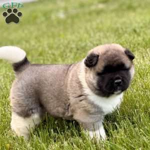 Hank, Akita Puppy