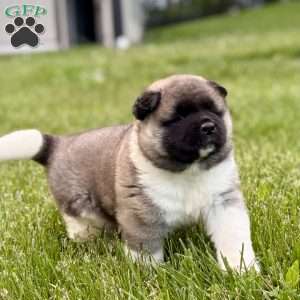 Hank, Akita Puppy