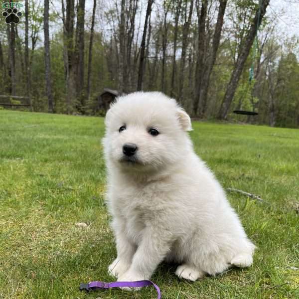 Saylor, Samoyed Puppy