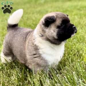 Hank, Akita Puppy