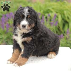 Riley, Bernedoodle Puppy