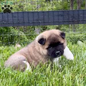 Hank, Akita Puppy