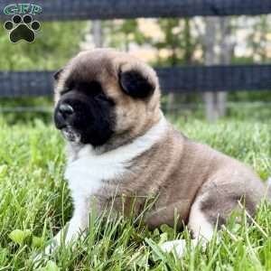 Hank, Akita Puppy