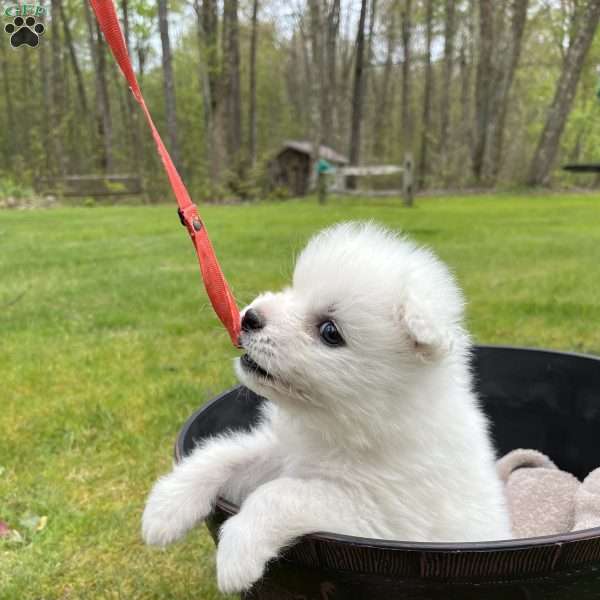 Pearl, Samoyed Puppy