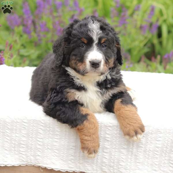 Riley, Bernedoodle Puppy