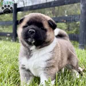 Hank, Akita Puppy