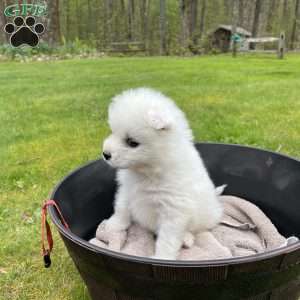 Pearl, Samoyed Puppy