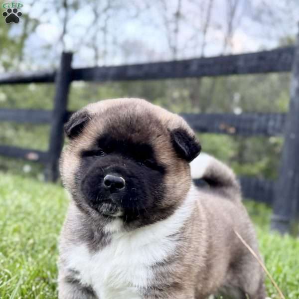 Hank, Akita Puppy