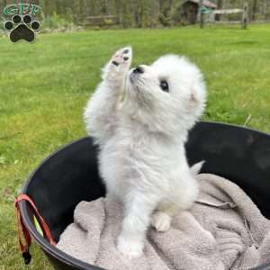 Pearl, Samoyed Puppy