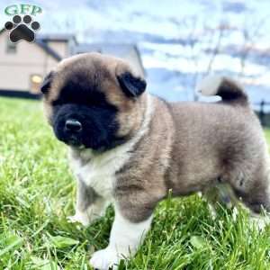 Hank, Akita Puppy
